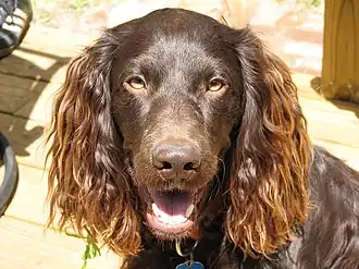 Boykin Spaniel (no reconocido por la FCI)