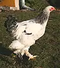 Gallo joven blanco manchado de negro.