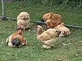 Gallinas brahma en un corral en los Países Bajos.