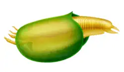 Reconstrucción de Branchiocaris, ejemplo de himenocarino protocarídido