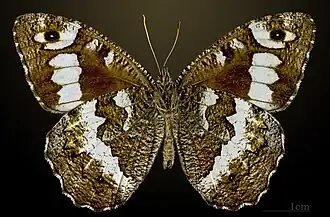 B. circe ♂ △ MHNT