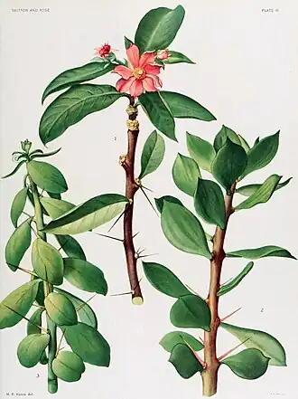 Pereskia grandifolia, una de las plantas obtenidas por Banks y Solander en Río de Janeiro. La ilustración que dibujó Parkinson de ella fue hecha grabado más tarde para el Florilegium de Banks. Esta es una ilustración de Mary Emily Eaton para la obra de N.L. Britton y J.N. Rose The Cactaceae, Vol. 1, plancha III (1919).