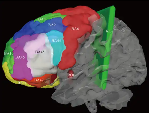 BA9 - BA46= dorso-lateral PFC. . Superficie del cerebro, hemisferio izquierdo.