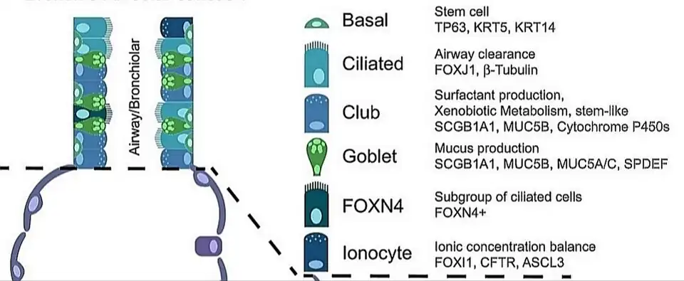 Células bronquiolares.