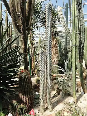 Planta en el jardín botánico de Munich (Alemania)