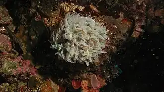 Physogyra con vesículas retraídas y tentáculos extendidos