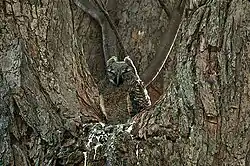 Pichón en Mina Gerais, Brasil.