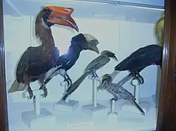 Galería de las aves