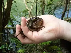 Sapo común Bufo bufo