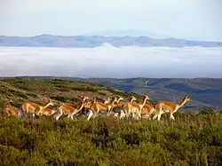 Grupo de vicuñas en Bolivia.
