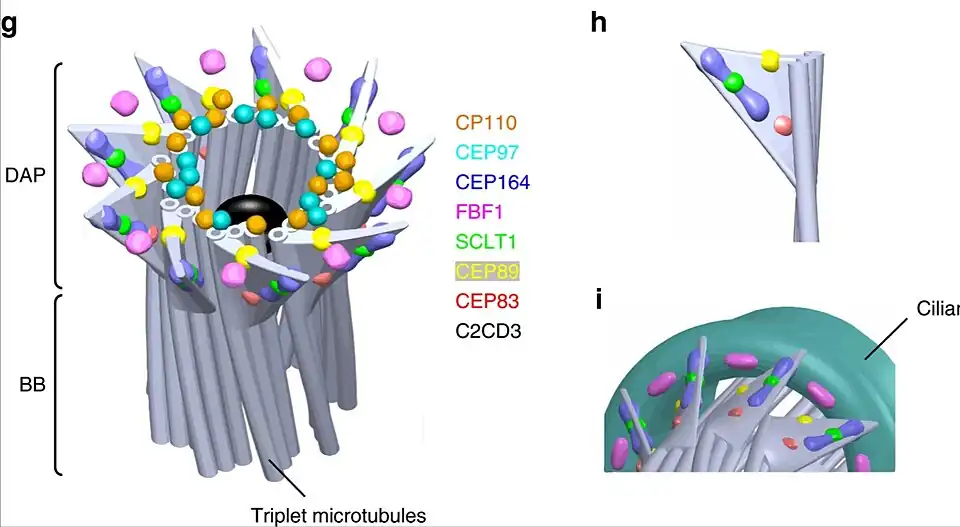 Estructura del cuerpo basal (BB). Tripletes de microtúbulos del cuerpo basal (abajo). Apéndices distales DAP (arriba).