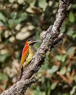 Carpintero candela en Bolivia.