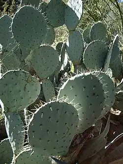 Cactus en Descanso Gardens.
