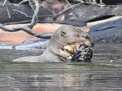 Nutria alimentándose en el bosque
