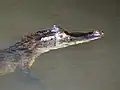 Caiman crocodilus