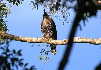 Águila elegante (Spizaetus ornatus)