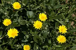 The endangered Calendula maritima