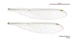 Alas de Caliagrion billinghursti hembra