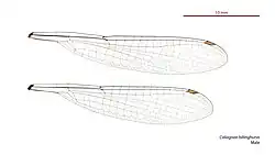 Alas de Caliagrion billinghursti macho