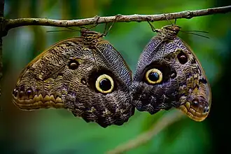Dos Caligo memnon en La Paz Waterfall Gardens (Costa Rica).