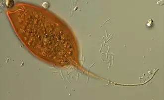 Calkinsia aureus (Euglenozoa)