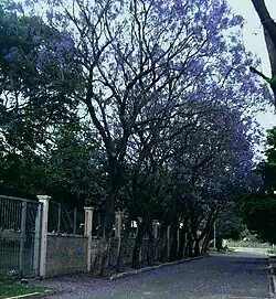 Jacarandás (especie Jacaranda mimosifolia) florecidos en calle Avellaneda durante la primavera olteña.