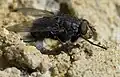 Calliphora vomitoria (Calliphoridae)