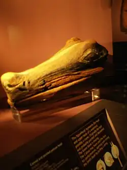 Una escultura calusa de madera de un cocodrilo hallada en Cayo Marco en 1895, en exhibición en el Museo de Historia Natural de Florida