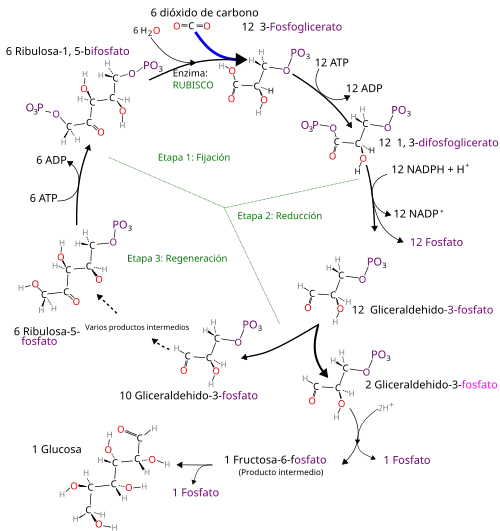 Imagen del ciclo de Calvin.