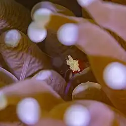 Gamba Cuapetes kororensis entre tentáculos de H. actiniformis.