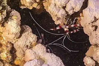 S. hispidus en una posición habitual, colgando bocabajo.