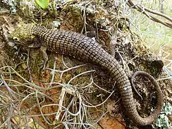 Dragoncito de Guatemala Oriental (A. Campbelli).