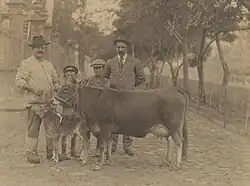 Campesinos con vaca basta canaria (1910-20)