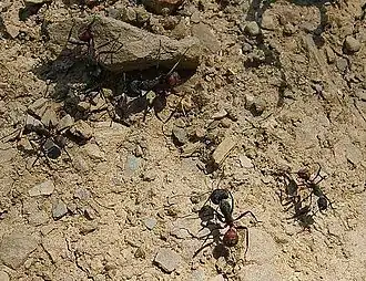 Camponotus cruentatus, una de las hormigas más grandes de Europa y común en España.