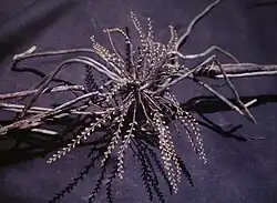 Campylocentrum fasciola