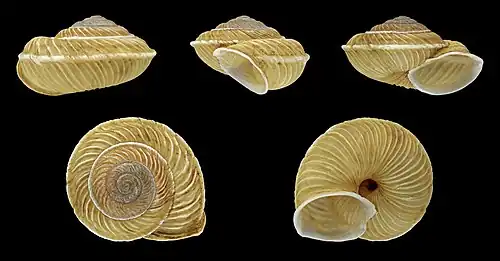 Canariella eutropis.