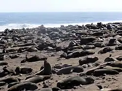 El cabo Cross, con la colonia de osos marinos más importante de África.