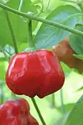 Capsicum annuum 'Glocken Paprika'