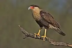 El caracara plancus es un ave rapaz carroñera, que muchas veces ataca a animales en peligro.