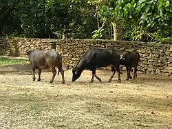 Búfalos en Zoológico de Caricuao