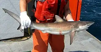 Pescador en un barco, sujetando un pequeño tiburón con sus manos