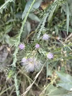Cardo en La Paz, Bolivia.