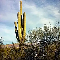 El Monumento es el hogar del cactus Carnegiea gigantea