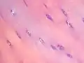 Imagen tomada con un microscopio óptico en la que se observan condrocitos formando parte del cartílago hialino.
