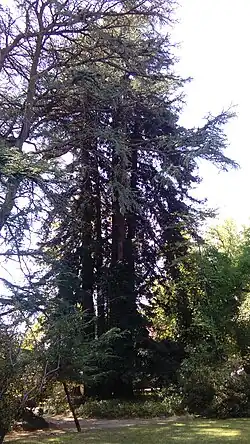 Cedro del Líbano en el Jardín inglés