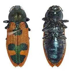 Castiarina hilaris