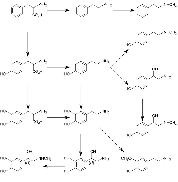Gráfico sobre la biosíntesis de catecolaminas y aminas traza
