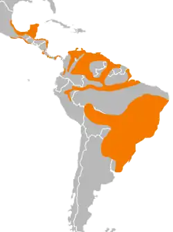 Distribución de C. burrovianus