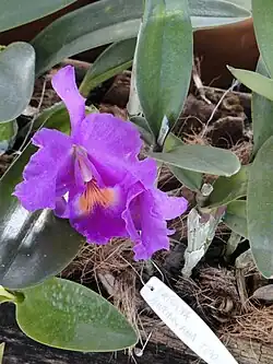 Cattleya bowringiana en el vivero de orquídeas de Margaret Mee del Jardín Botánico de Brasilia