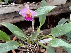 Cattleya chocolate en el vivero de orquídeas de Margaret Mee del Jardín Botánico de Brasilia